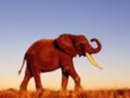 Imagini Animale Mari Wallpapers Desktop Animale Africane - poze animale