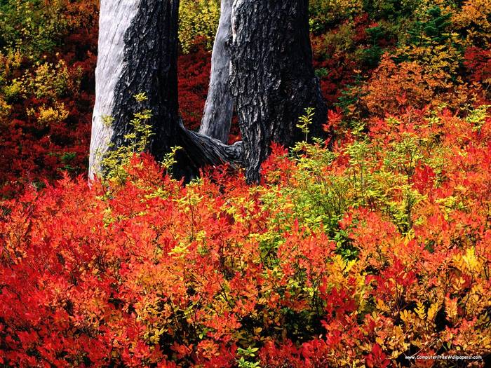 Mount Baker, Washington - Very Beautiful Nature Scenes