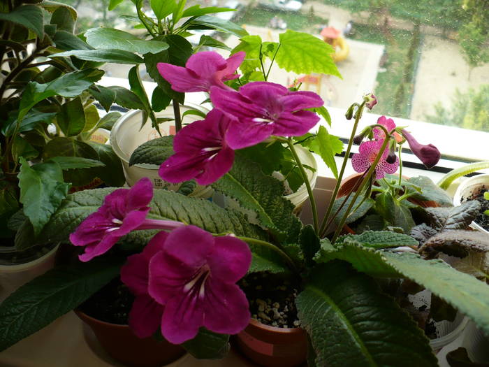 P1120472 - STREPTOCARPUSI