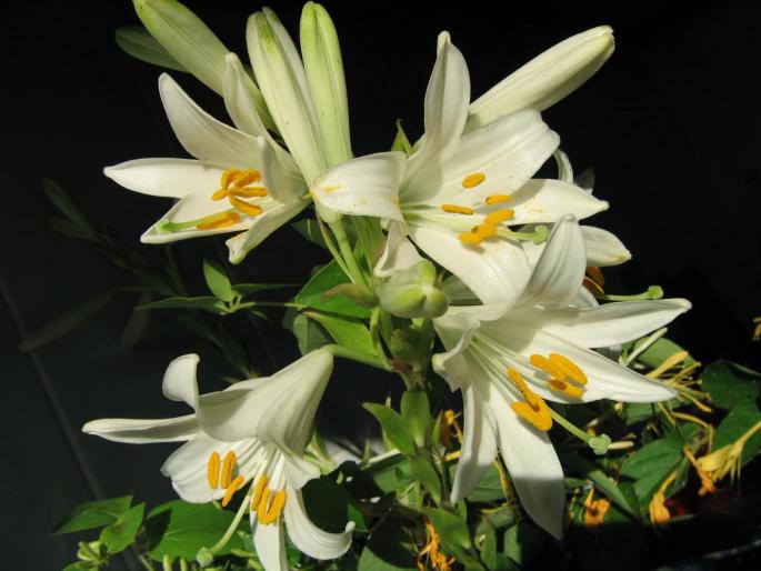 IMG_2358 - flowers