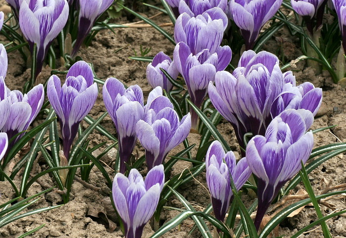 IMG_1004 - zz Crocus