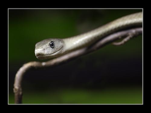 amazing-snake-pictures13[1] - SERPI