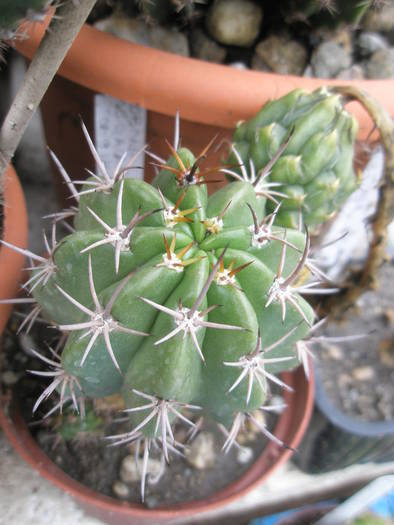 Lobivia megacarpa ( Echinopsis ayopaiana ) - fruct 12.07 - FRUCTE de cactusi si suculente