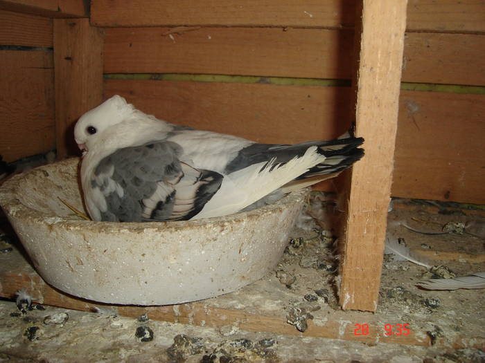 67 - C Porumbei Blueti si Satineti Vechi