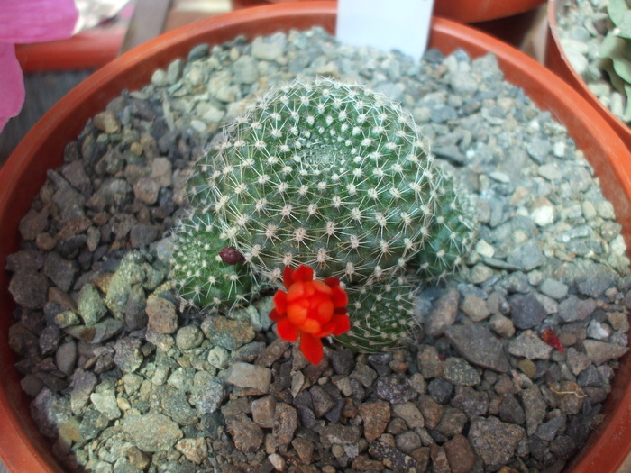 Rebutia krainziana