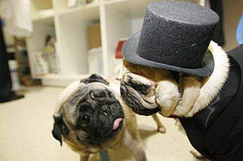 funny_dogs_marriage_02