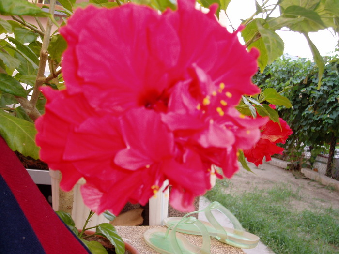 hibiscus - Florile mele 2009