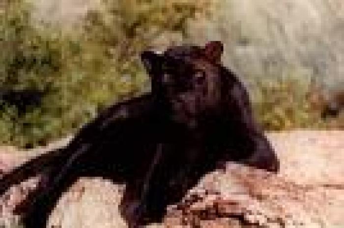 Pantera neagra - Feline