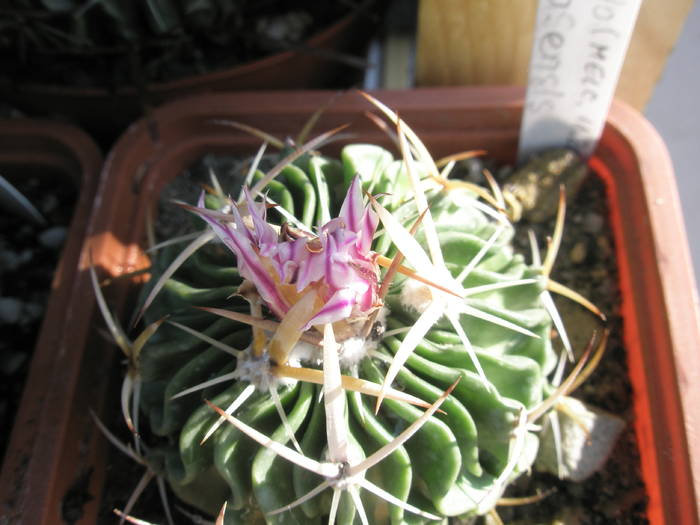 Echinofossulo zacatecasensis - Echinofossulocactus