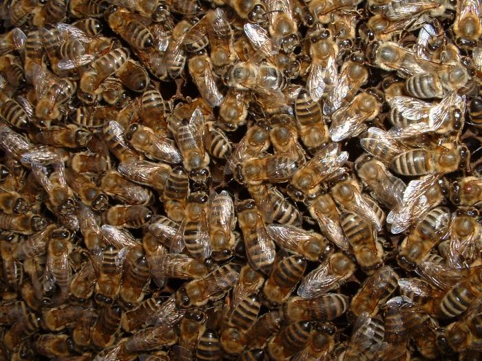 DSCF0023 - Albine si pentru albine