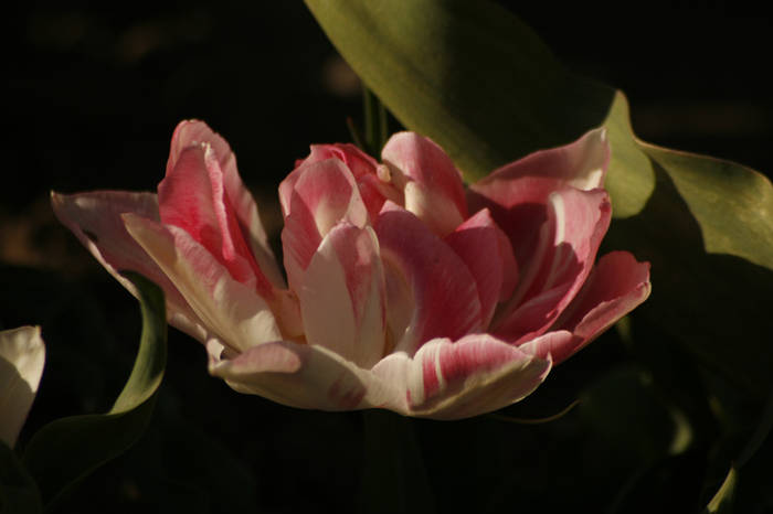 Peach Blossom - garden 2009