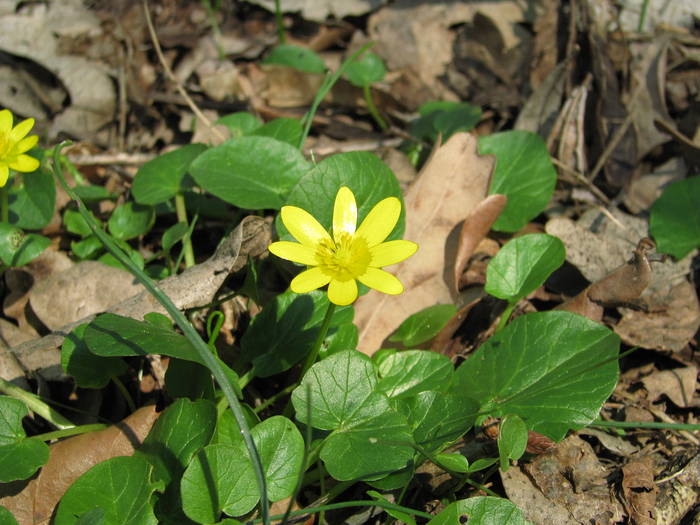 IMG_5673 - primavara 2009