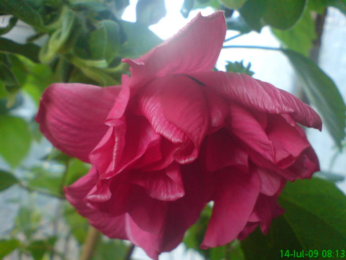 Rosu ciclam inchis - Hibiscus 2009