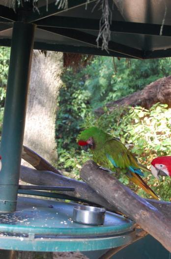 DSC_0062 - zoo amneville