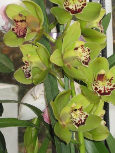 cymbidium flori vernil - orhidee