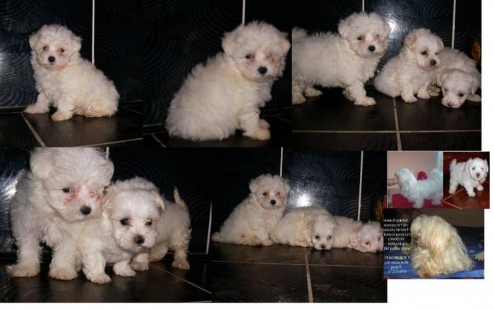 bichon_maltese_superbi_pret_accesibil~4157_1_big[1]