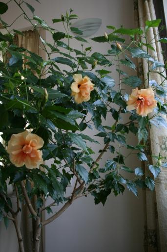 hibiscus rosa-sinensis - plante 2007