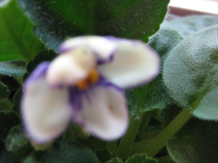 IMG_3338 - violete