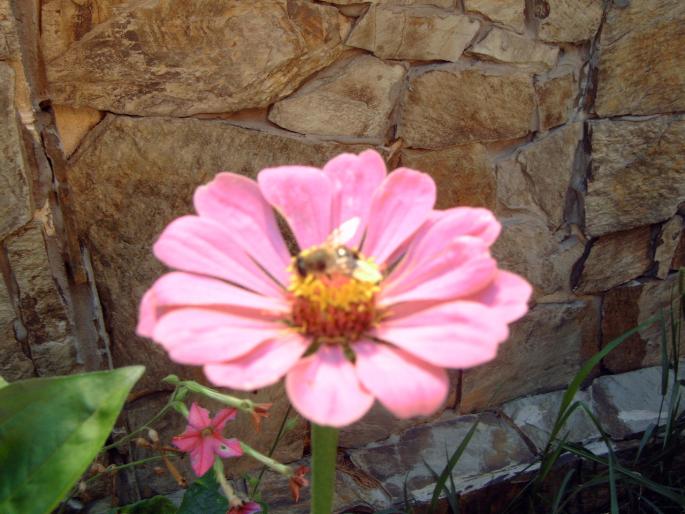 c - Plantele mele de terasa si exterior