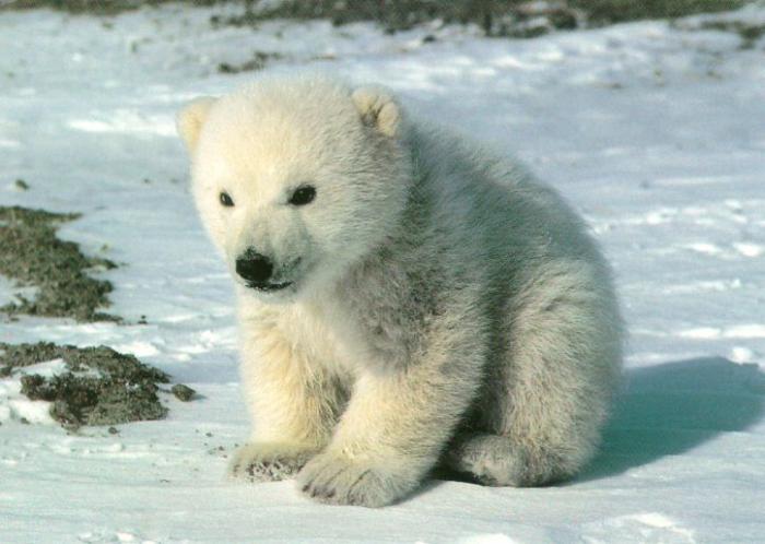 ai151635n536581[1] - Animale