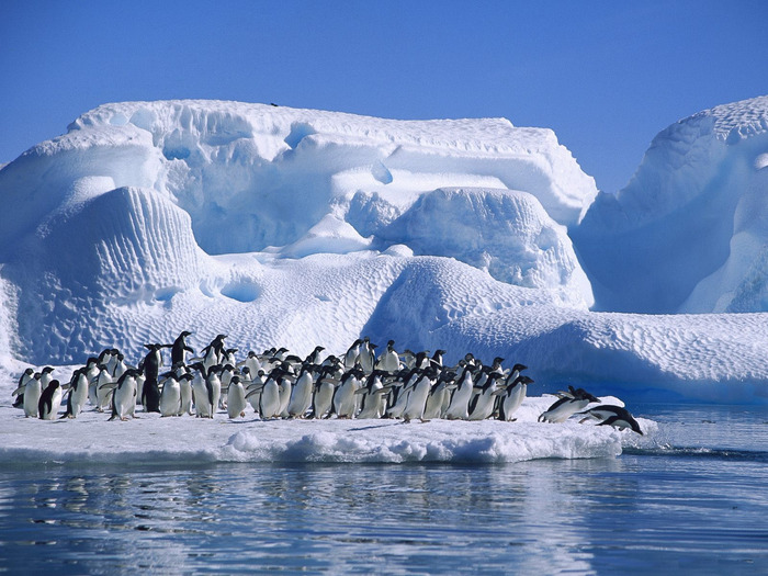 pinguinos_a_nadar