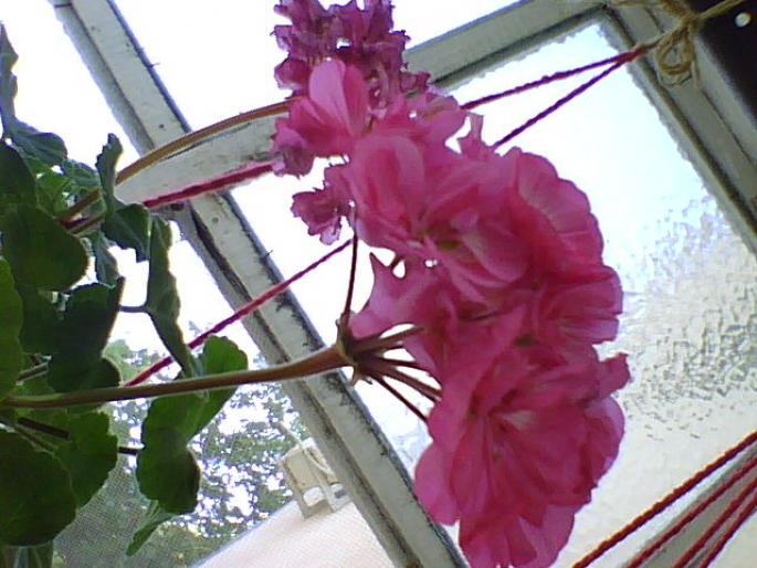 muscata roz