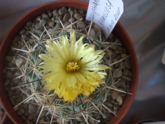 Coryphantha ramillosa vedere apicala - cactusii mei