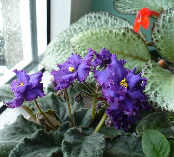 Ozio sport - Saintpaulia - violete de camera