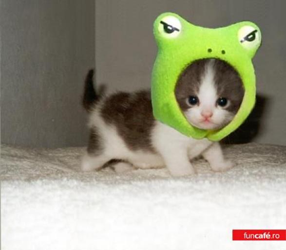 1867_kitten_frog - imagini amuzante cu animale