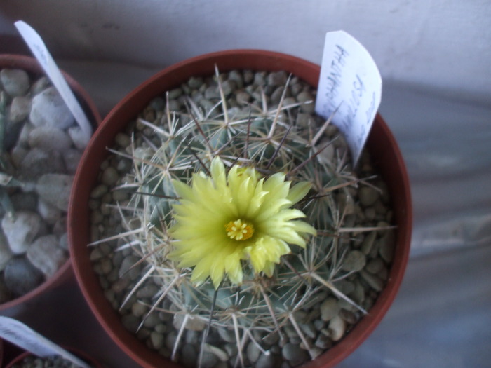 Coryphantha ramillosa vedere apicala - cactusii mei