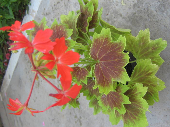 18 mai 082 - muscate 2009