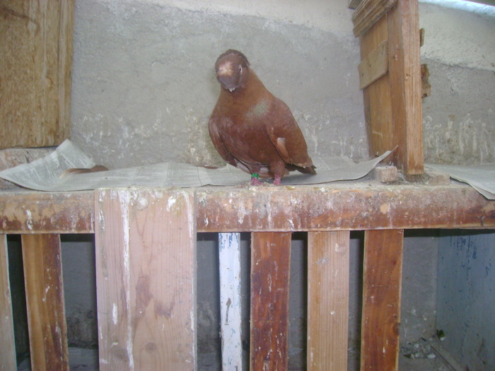 pozedecembrie 2009 149