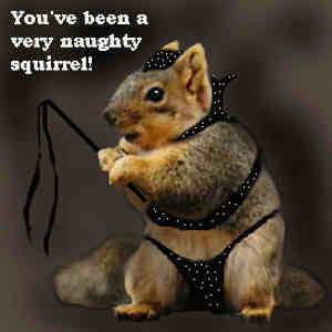 naughtysquirrel - animale haioase 2009s