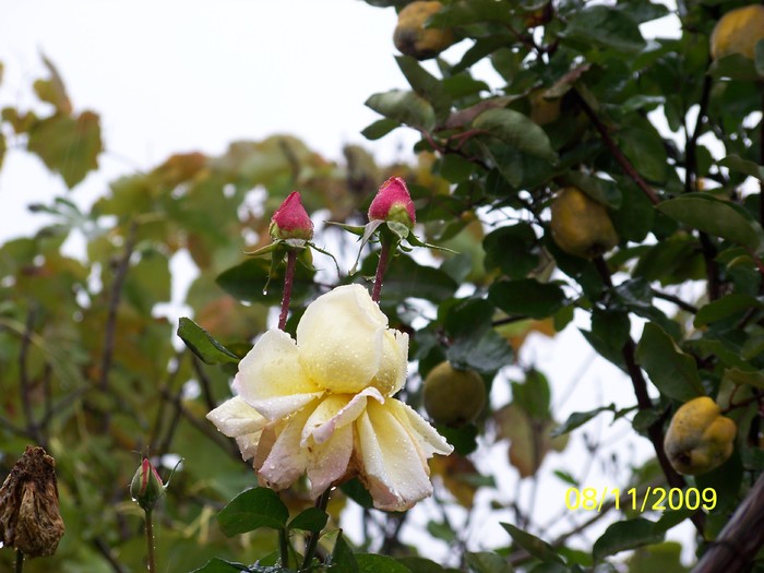 100_3991 - Toamna in curte  Timisoara