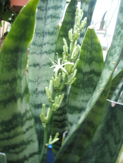 Sansevieria trifasciata - floare 09.07 - SUCULENTE 2009