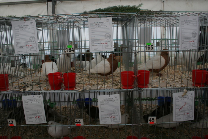 EXPO-PAS Suceava 2009 - EXPO PAS Suceava 2009