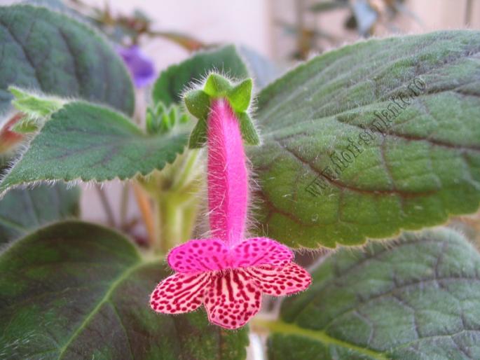 Kohleria Rongo 4