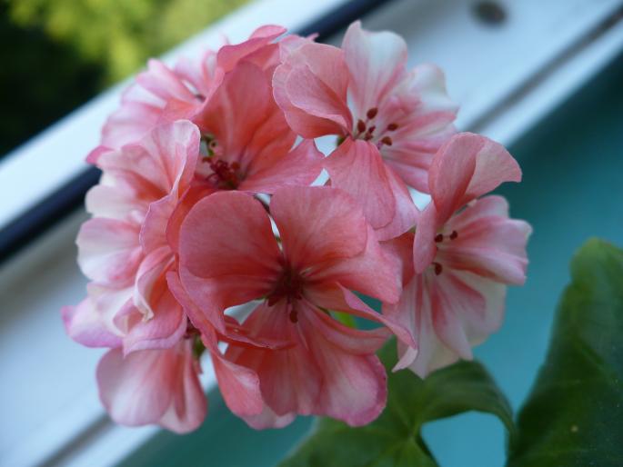 P1020953 - Alte plante