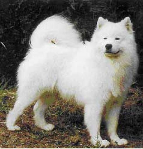 SAMOYEDE - RASE CAINI