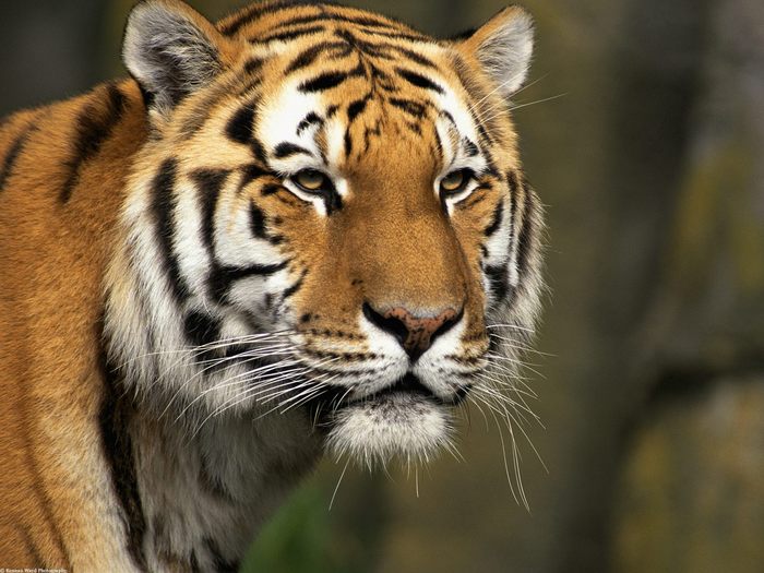 Curious Cat, Siberian Tiger; Cele mai frumoase animale.
