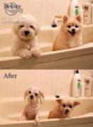 poze_m_inainte_si_dupa_spalare[1]