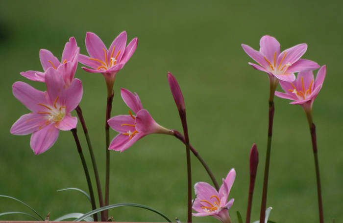 Zephyrantes rosea - plante 2009