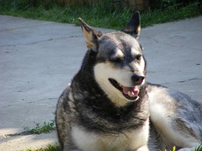 Tara