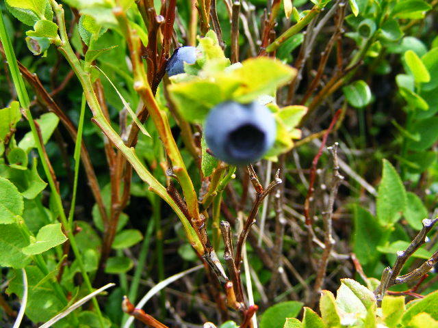 DSCF3039 - Suior Poiana Mlejnita Varful Secatura Creasta Cocosului  din Muntii Guta