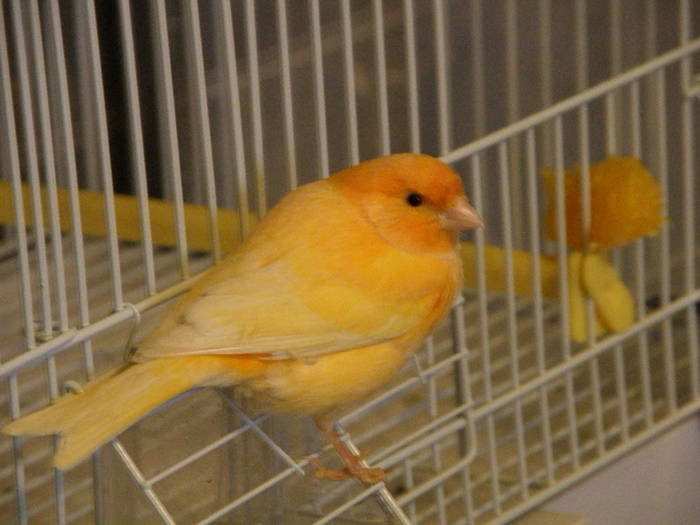 Picture 036 - canari