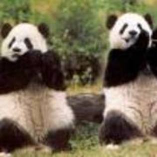 fdgdf - ursuleti panda