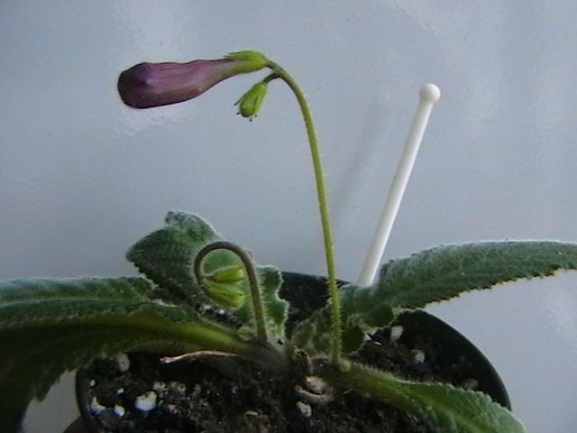 9.02    oare ce nume va purta? - streptocarpus 2009