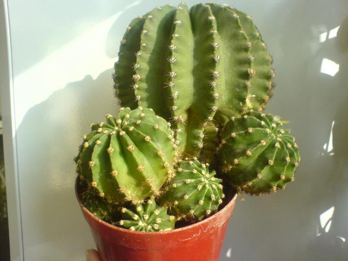 DSC00656 - cactusi