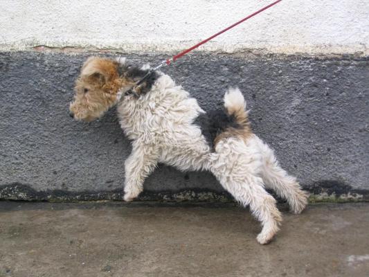 fox terrier cu par sarmos - 2 F O X T E R R I E R C U P A R S A R      M O S