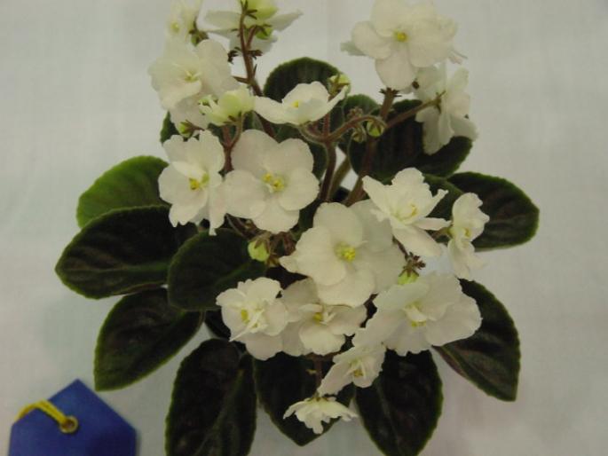 Christening_Glow_2005avsa - violete de pe net